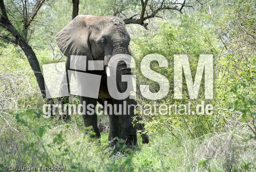 Afrikanischer Elefant (4 von 131).jpg